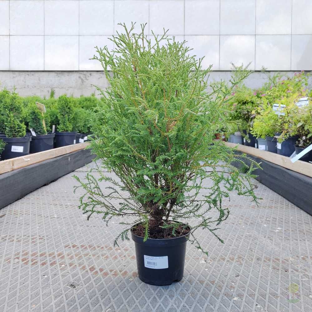 Туя западная Мистер Боулинг Болл (Thuja occidentalis Mr. Bowling Ball)  купить саженцы в Москве по низкой цене из питомника, доставка почтой по  всей России | Интернет-магазин Подворье