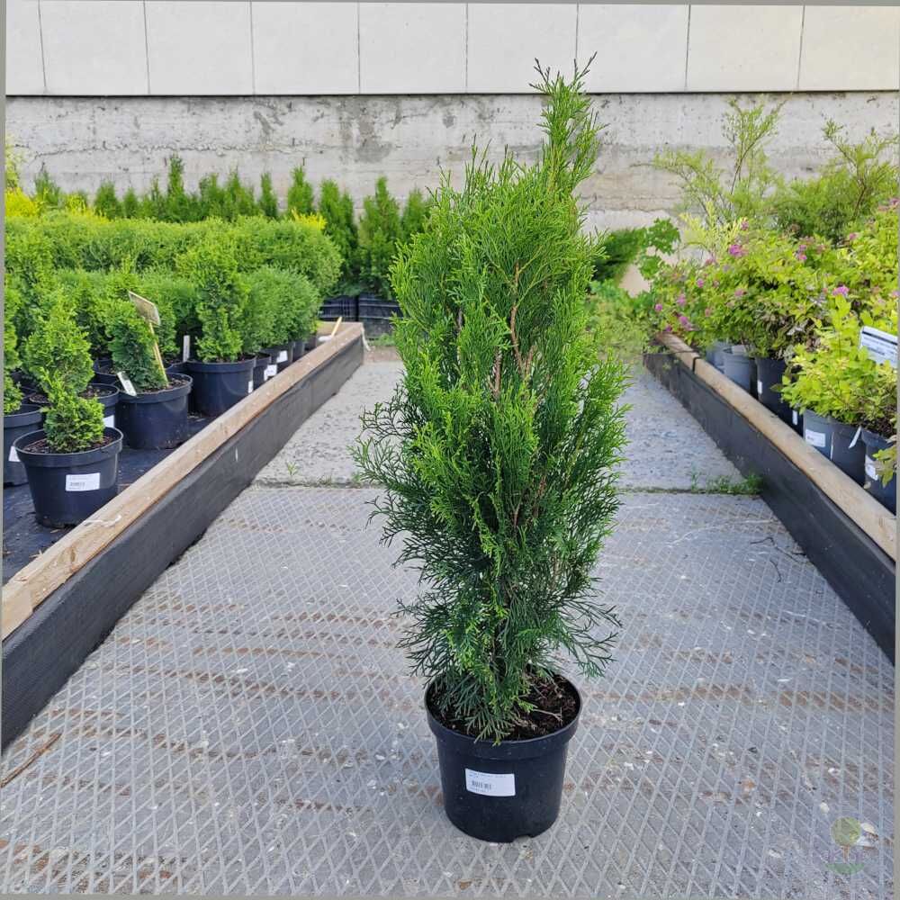 Туя западная Смарагд (Thuja occidentalis Smaragd) купить саженцы в Москве  по низкой цене из питомника, доставка почтой по всей России |  Интернет-магазин Подворье