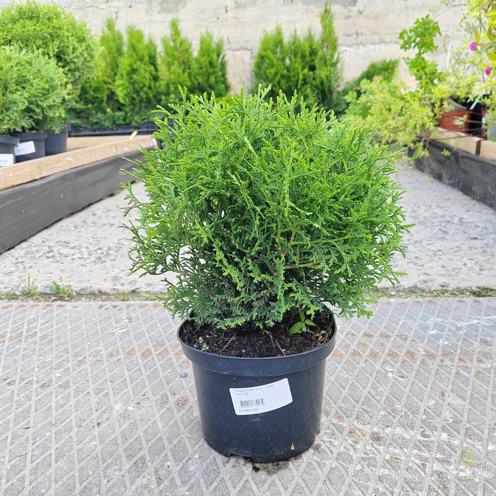 Туя западная Тини Тим (Thuja occidentalis Tiny Tim) купить саженцы в Москве  по низкой цене из питомника, доставка почтой по всей России |  Интернет-магазин Подворье