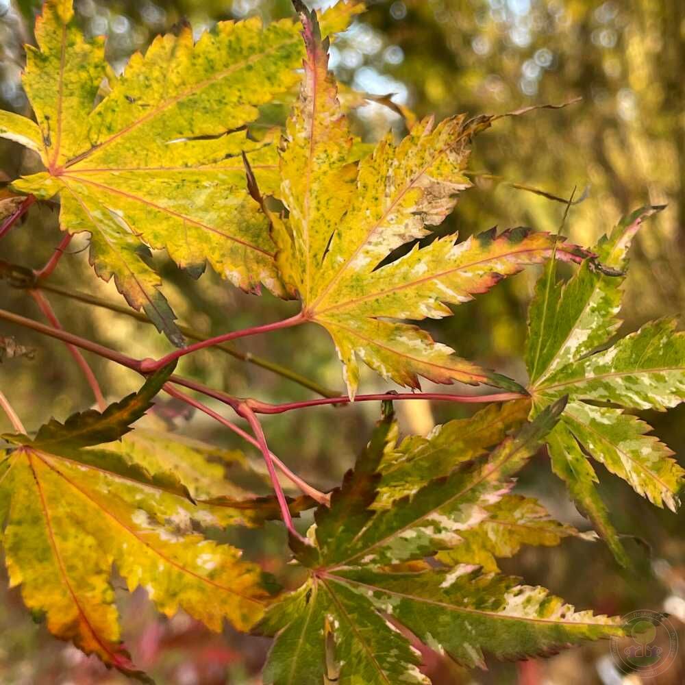 Клён веерный Цуру Но Май (Acer palmatum Tsuru No Mai / He wu)