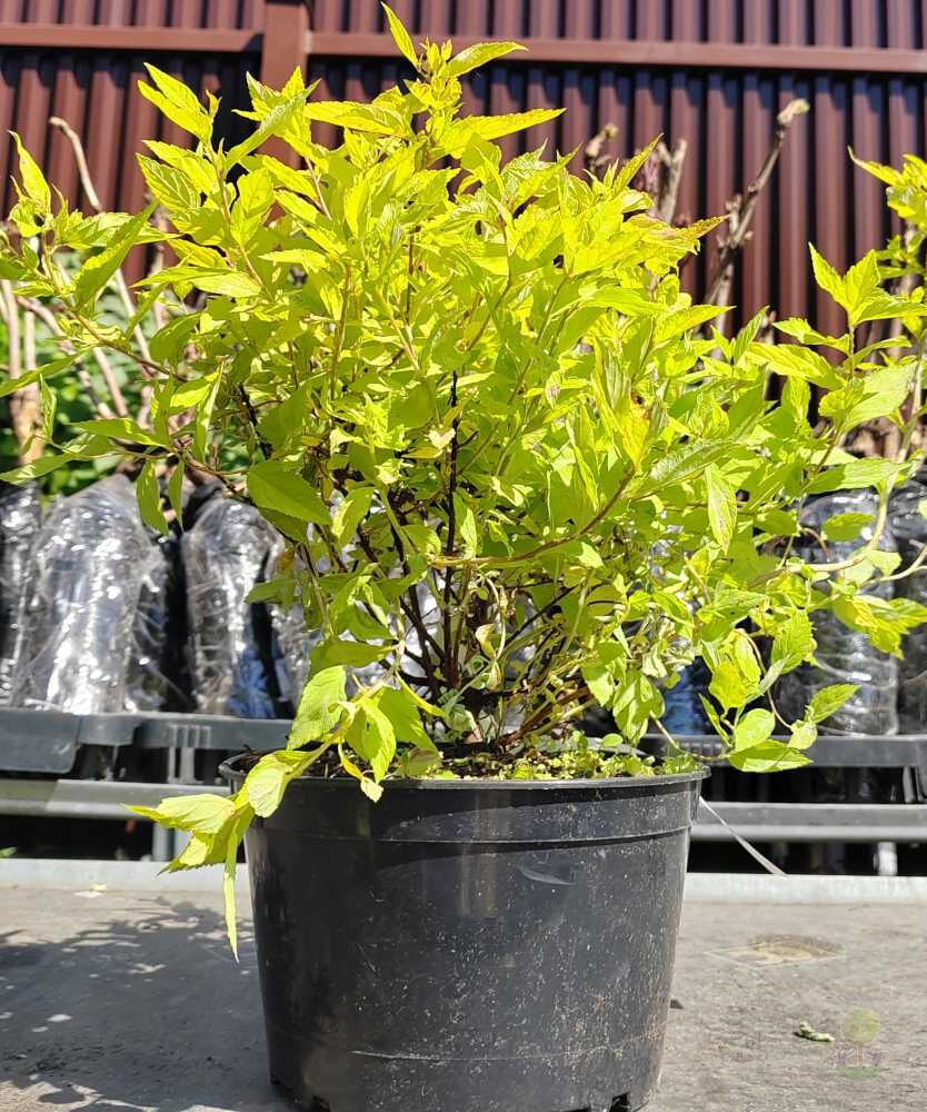 Спирея японская Голдмаунд (Spiraea japonica Goldmound) купить саженцы в  Москве по низкой цене из питомника, доставка почтой по всей России |  Интернет-магазин Подворье