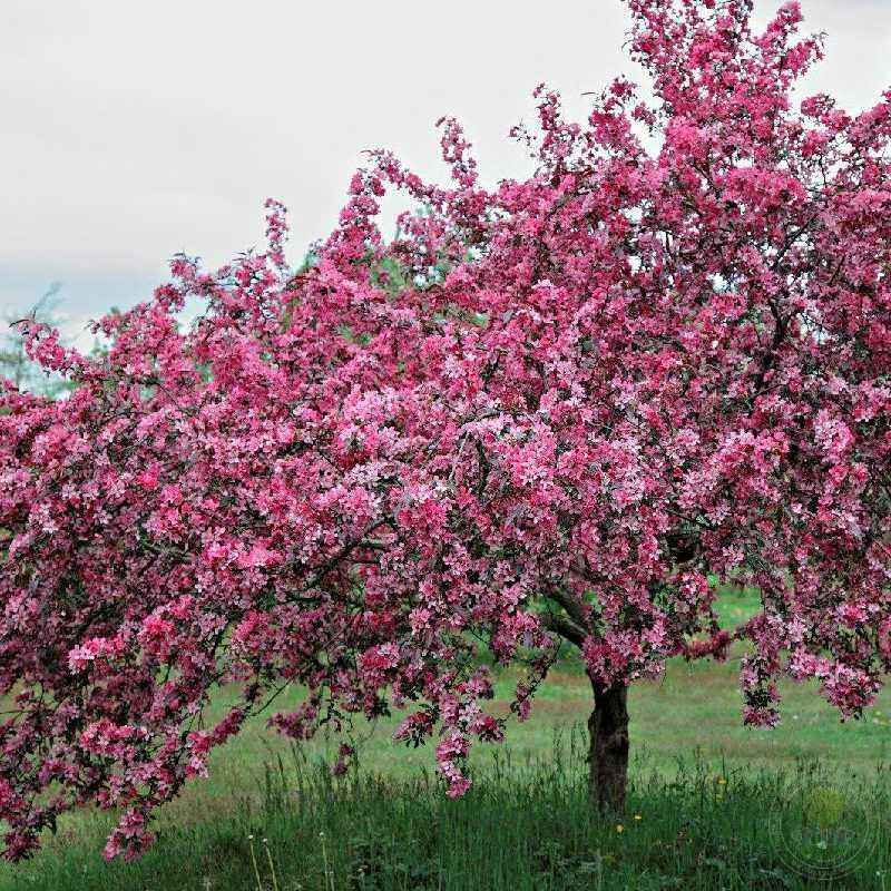 Дерево с розовыми цветами название фото в россии