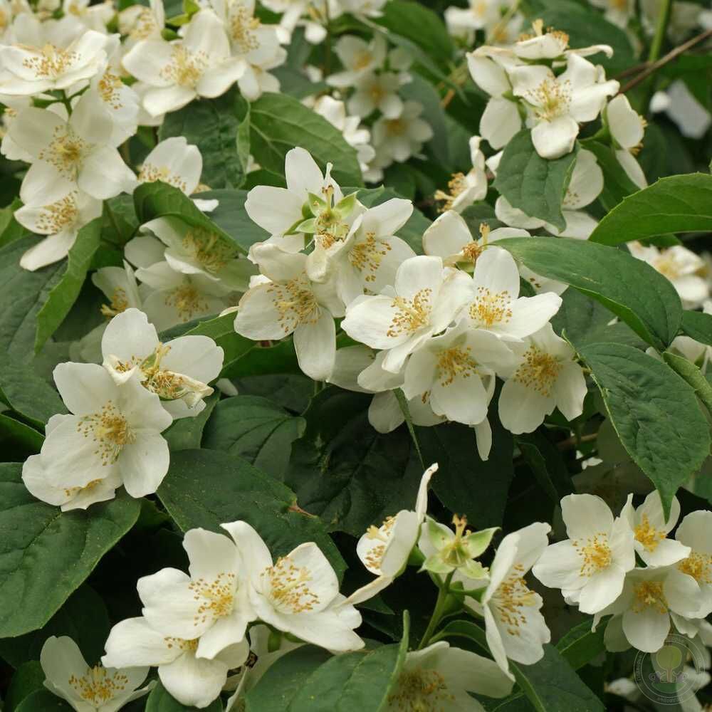 Чубушник венечный (Philadelphus coronarius)