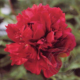 Paeonia Chippewa