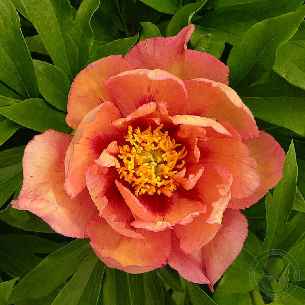 Пион Коппер Кеттл (Paeonia Copper Kettle) купить в Москве по низкой