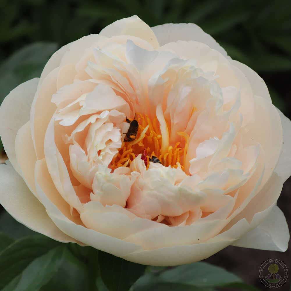 Пион Кэролайн констебль Paeonia Caroline Constabel