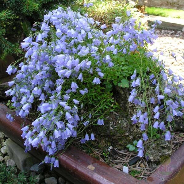 Кампанула садовая многолетняя фото Колокольчик ложечницелистный (Campanula cochleariifolia) купить в Москве по низк