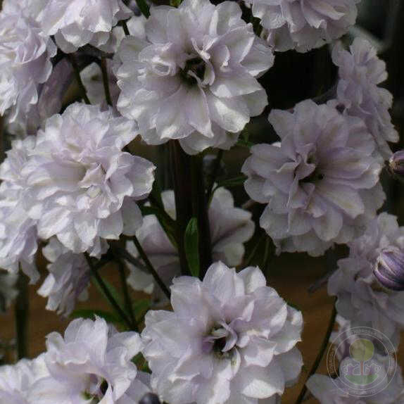 Delphinium Cha Cha