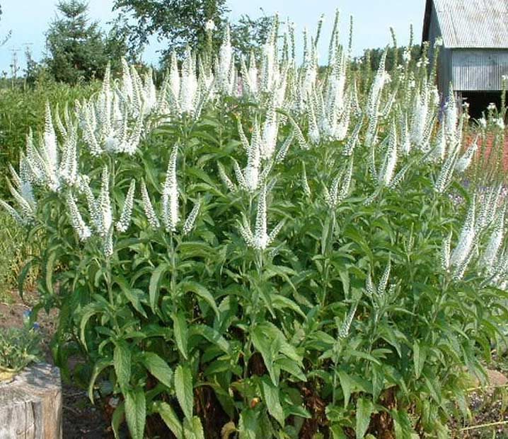 Veronica longifolia Speedwell растение