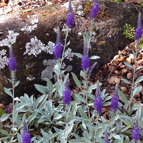 Вероника седая - Цены, описание и фото ➽ Lucky Flowers