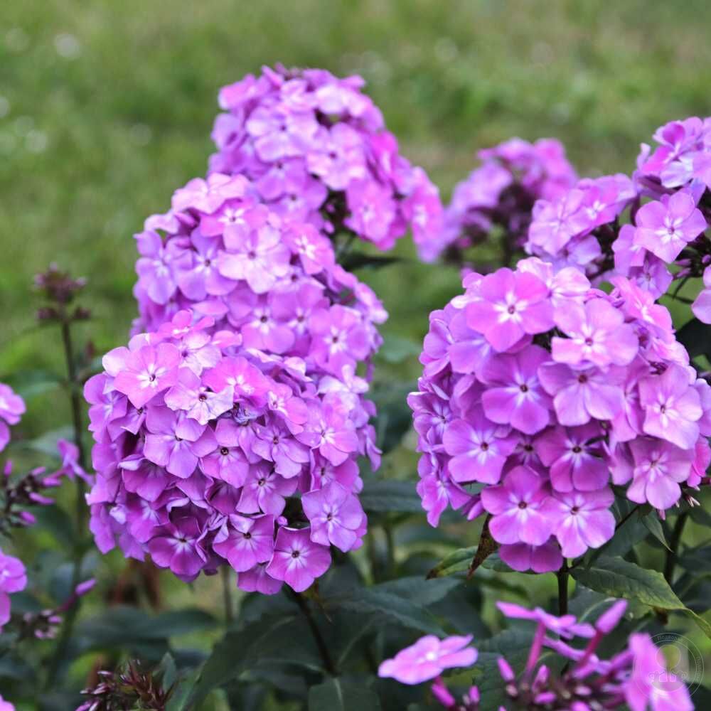 Флокс метельчатый Селена (Phlox paniculata Селена)