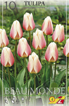 Tulipa Triumph Beau Monde