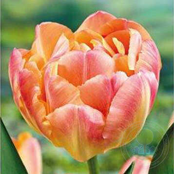 Тюльпан upstar фото и описание