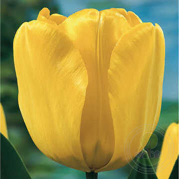Голден оксфорд тюльпан фото и описание