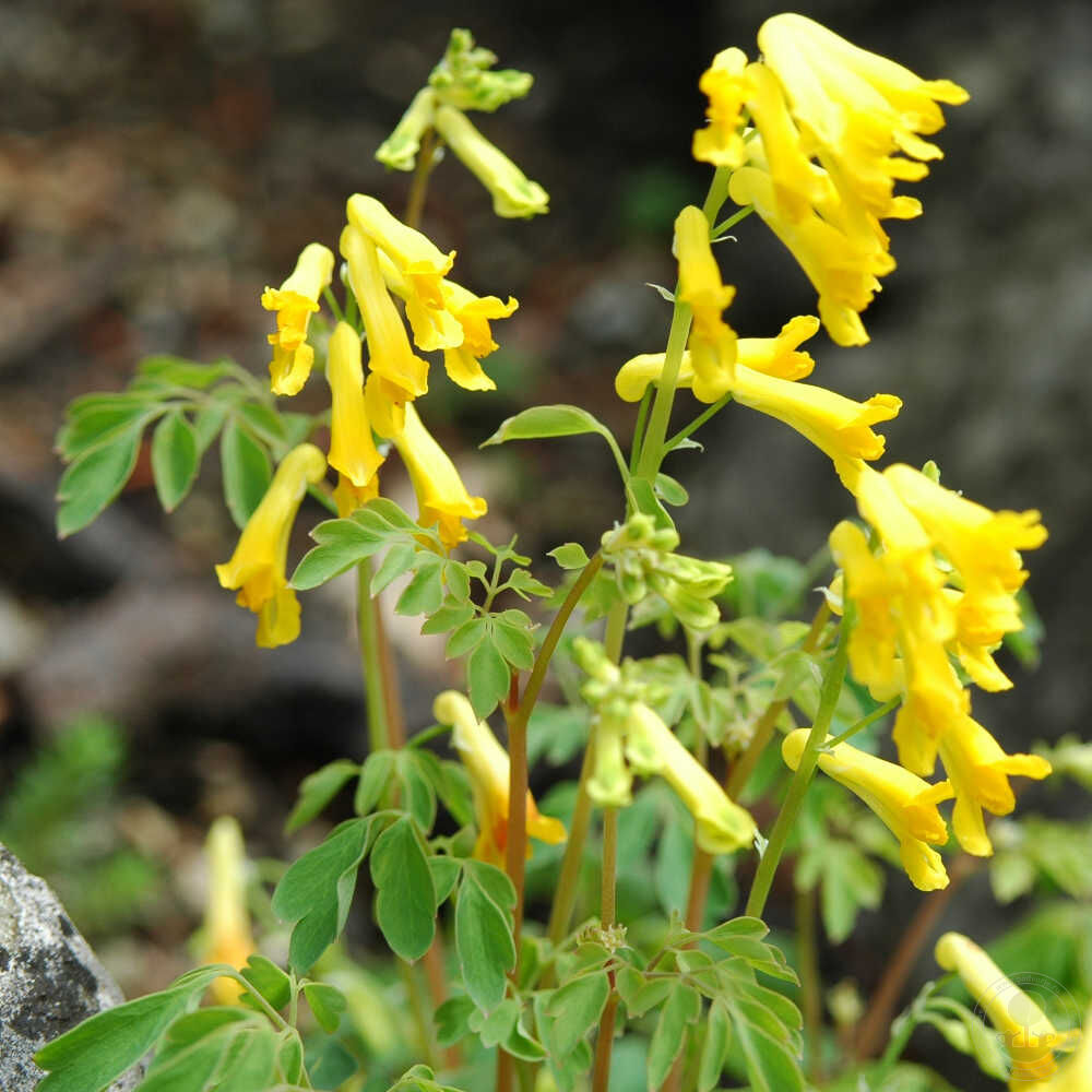 Хохлатка жёлтая (Corydalis lutea) купить в Москве по низкой цене из  питомника, доставка почтой по всей России | Интернет-магазин Подворье