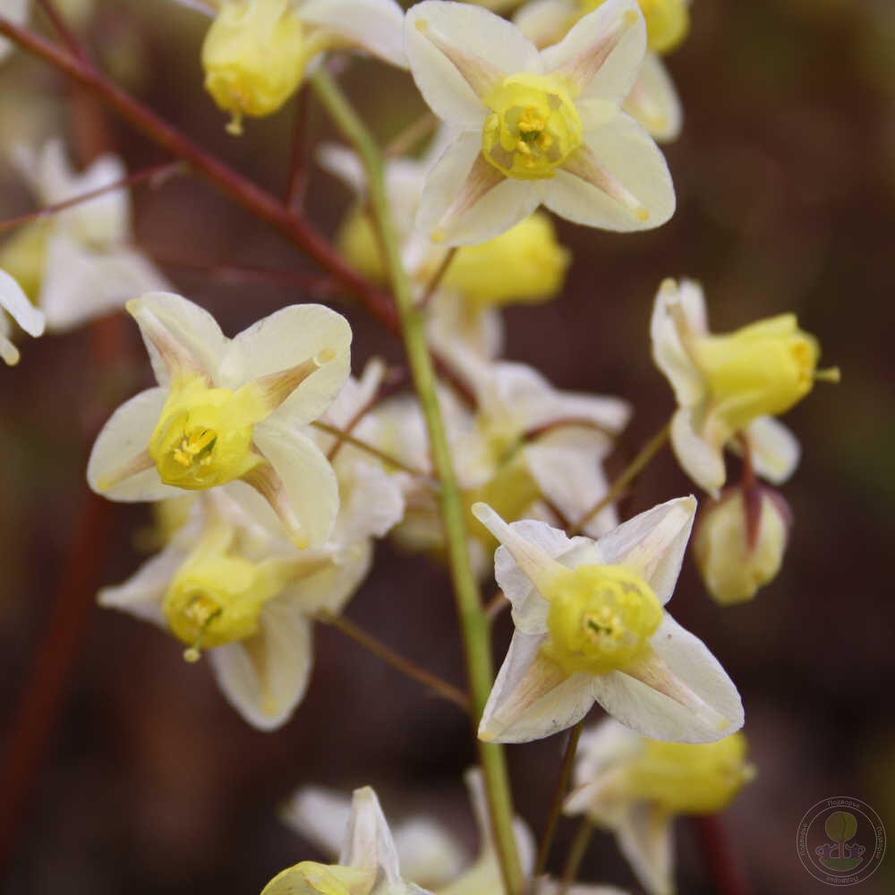 Горянка перистая колхидская (Epimedium pinnatum subsp. colchicum) купить в  Москве по низкой цене из питомника, доставка почтой по всей России |  Интернет-магазин Подворье