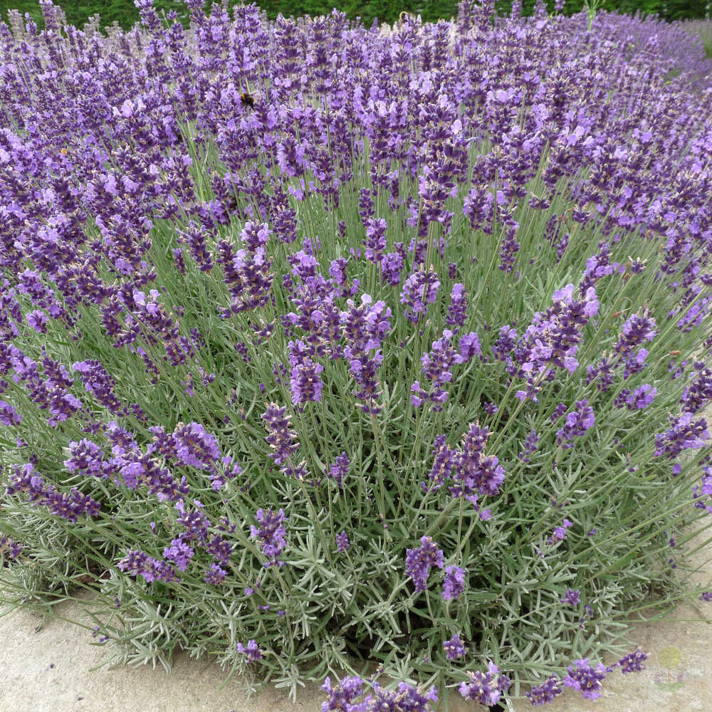 Лаванда узколистная Империал Гем (Lavandula angustifolia Imperial Gem)  купить в Москве по низкой цене из питомника, доставка почтой по всей России  | Интернет-магазин Подворье