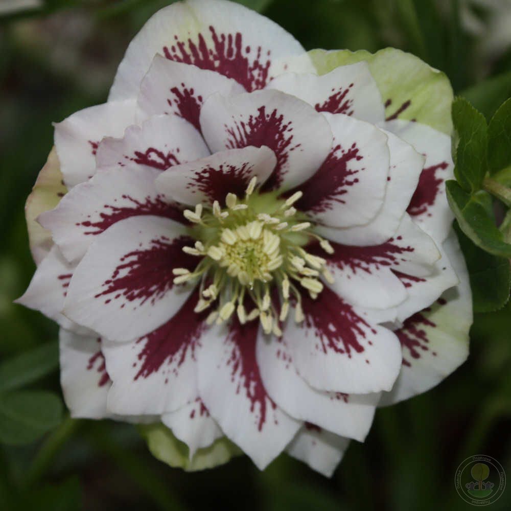 Морозник восточный Дабл Эллен Уайт Споттед (Helleborus orientalis Double  Ellen White Spotted) купить в Москве по низкой цене из питомника, доставка  почтой по всей России | Интернет-магазин Подворье