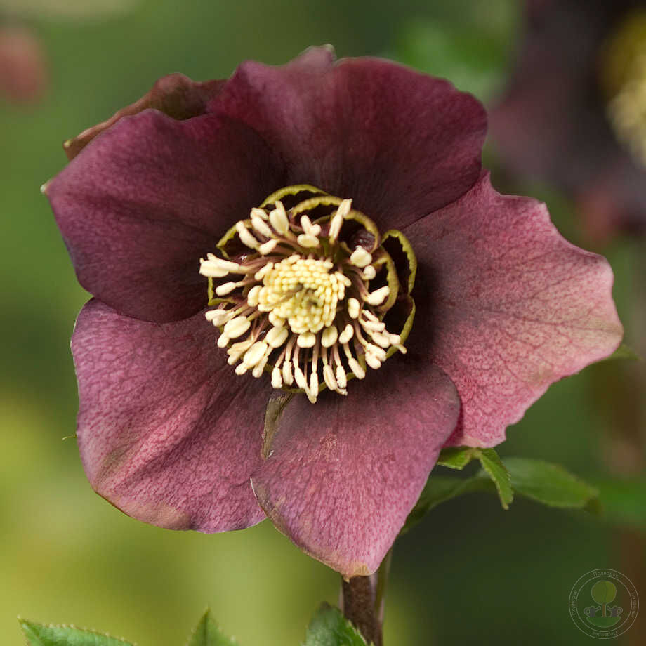 Морозник восточный Претти Эллен Ред (Helleborus orientalis Pretty Ellen  Red) купить в Москве по низкой цене из питомника, доставка почтой по всей  России | Интернет-магазин Подворье