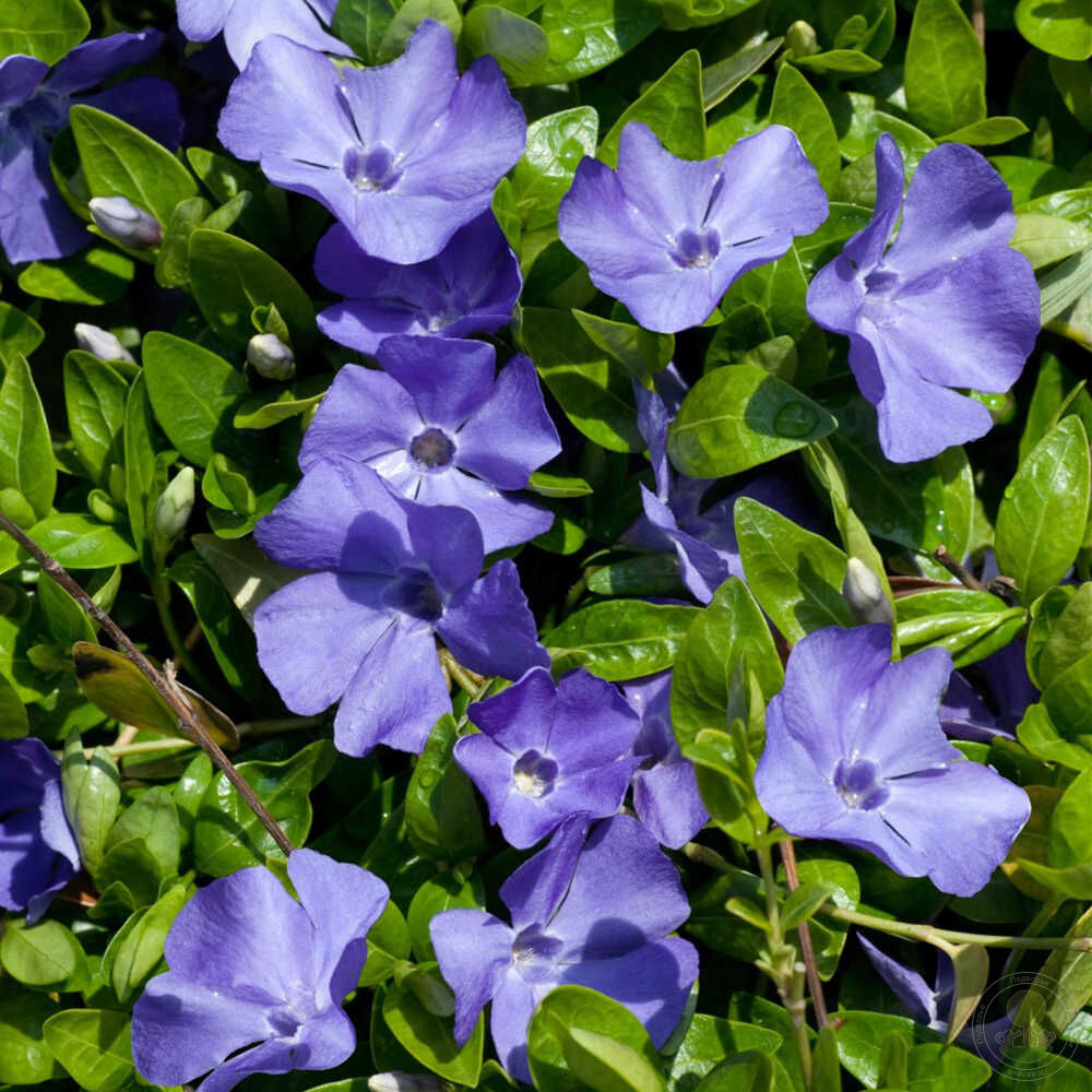 Барвинок малый Флауэр Пауэр (Vinca minor Flower Power) купить в Москве по  низкой цене из питомника, доставка почтой по всей России | Интернет-магазин  Подворье