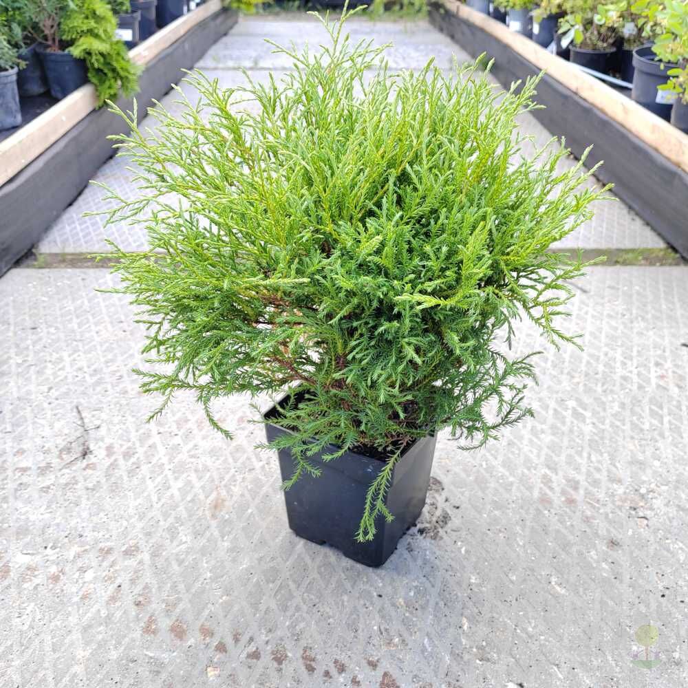 Туя западная Мистер Боулинг Болл (Thuja occidentalis Mr. Bowling Ball)  купить саженцы в Москве по низкой цене из питомника, доставка почтой по  всей России | Интернет-магазин Подворье