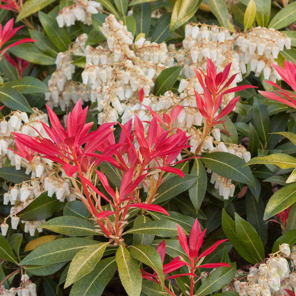 Пиерис японский Маунтин Фаер (Pieris japonica Mountain Fire) купить саженцы  в Москве по низкой цене из питомника, доставка почтой по всей России |  Интернет-магазин Подворье