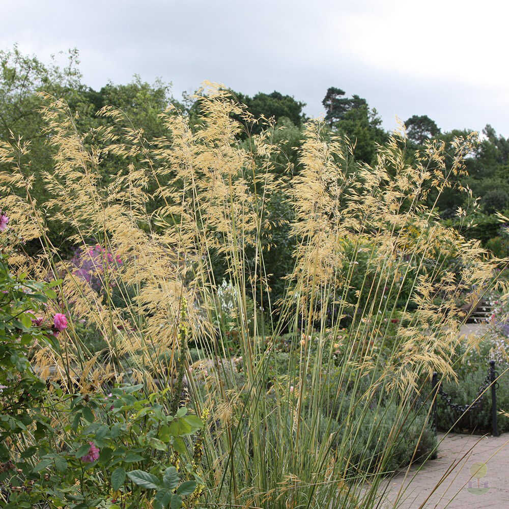 Ковыль гигантский (Stipa gigantea) купить в Москве по низкой цене из  питомника, доставка почтой по всей России | Интернет-магазин Подворье