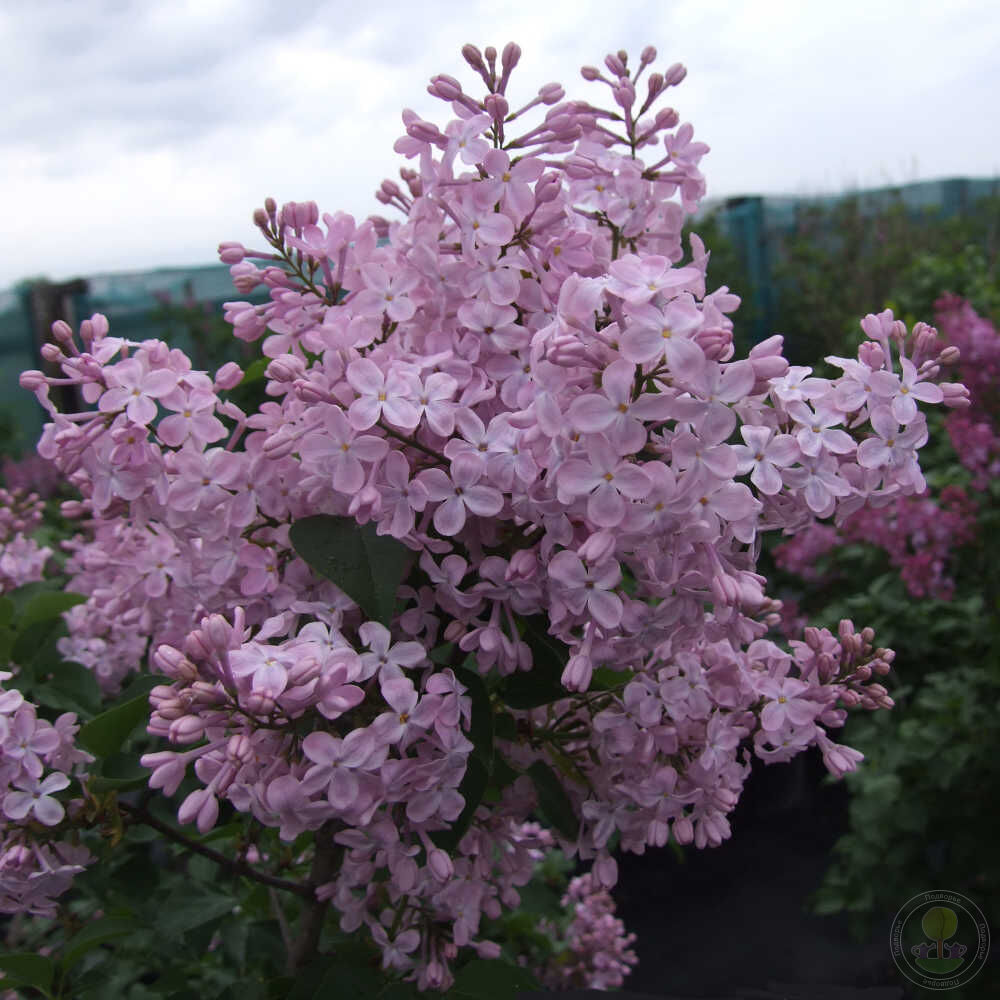 Сирень Ванильное Небо (Syringa Ванильное Небо) купить саженцы в Москве по  низкой цене из питомника, доставка почтой по всей России | Интернет-магазин  Подворье