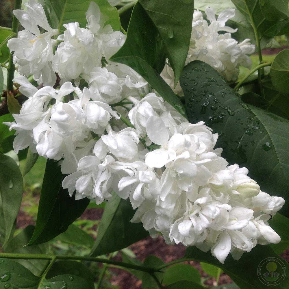 Сирень Принцесса Клементина (Syringa Princess Clementine) купить саженцы в  Москве по низкой цене из питомника, доставка почтой по всей России |  Интернет-магазин Подворье