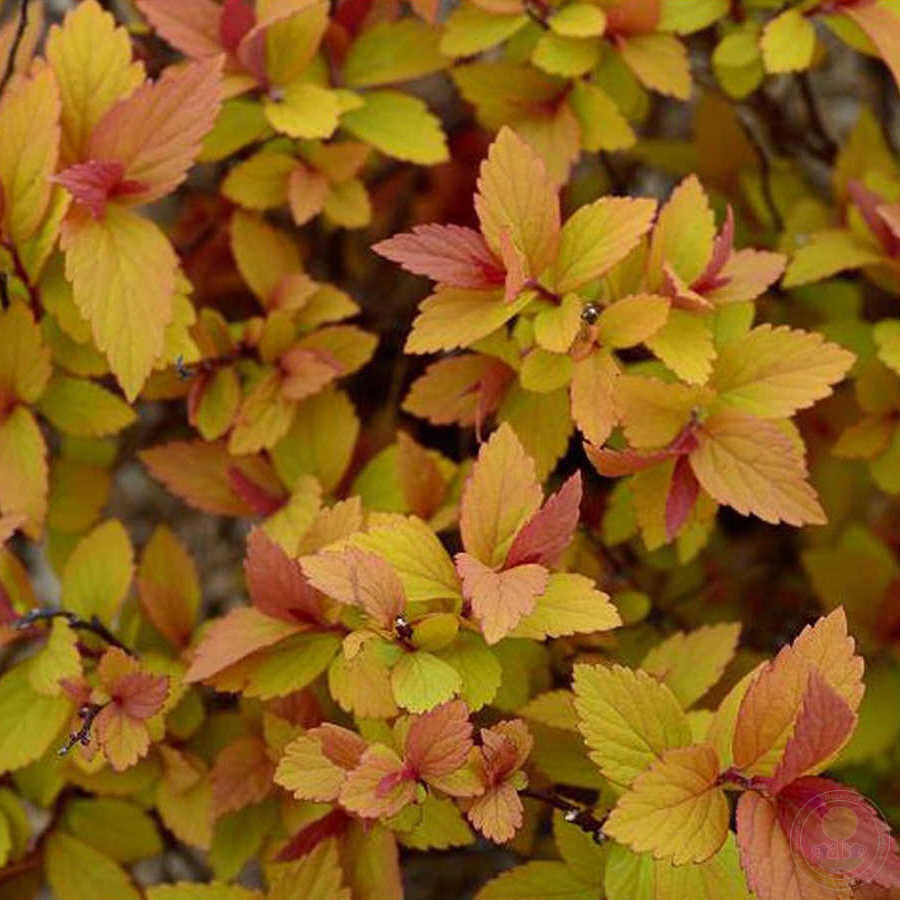 Спирея японская Литл Флэйм (Spiraea japonica Little Flame / Minspil04)  купить саженцы в Москве по низкой цене из питомника, доставка почтой по  всей России | Интернет-магазин Подворье