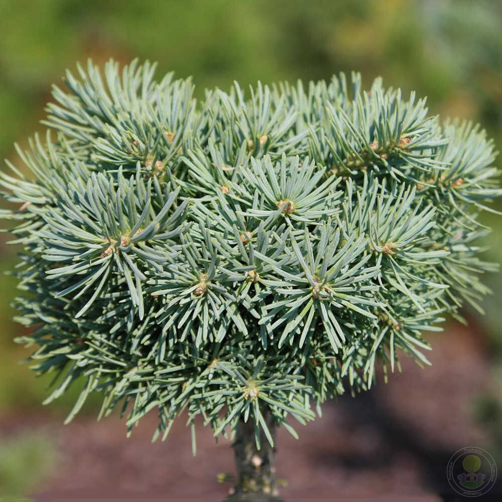 Пихта одноцветная Пигглми (Abies concolor Piggelmee) купить саженцы в  Москве по низкой цене из питомника, доставка почтой по всей России |  Интернет-магазин Подворье