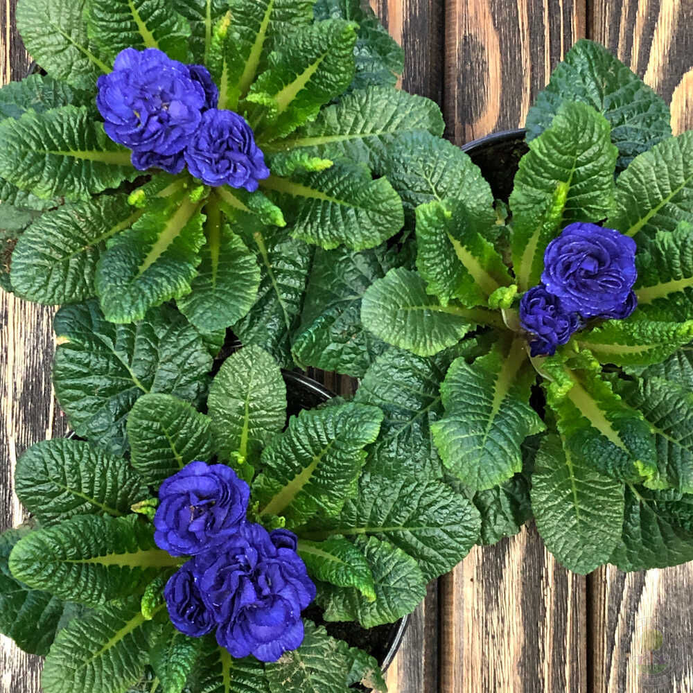 Примула обыкновенная Беларина (синяя) (Primula vulgaris Belarina (blue))  купить в Москве по низкой цене из питомника, доставка почтой по всей России  | Интернет-магазин Подворье