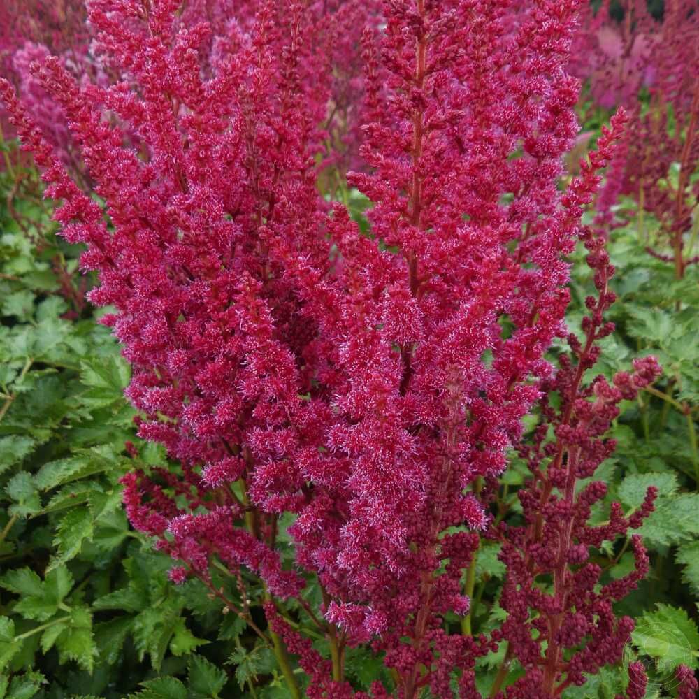 Астильба Ю энд Ми Форевер (Astilbe You and Me Forever) купить в Москве по  низкой цене из питомника, доставка почтой по всей России | Интернет-магазин  Подворье