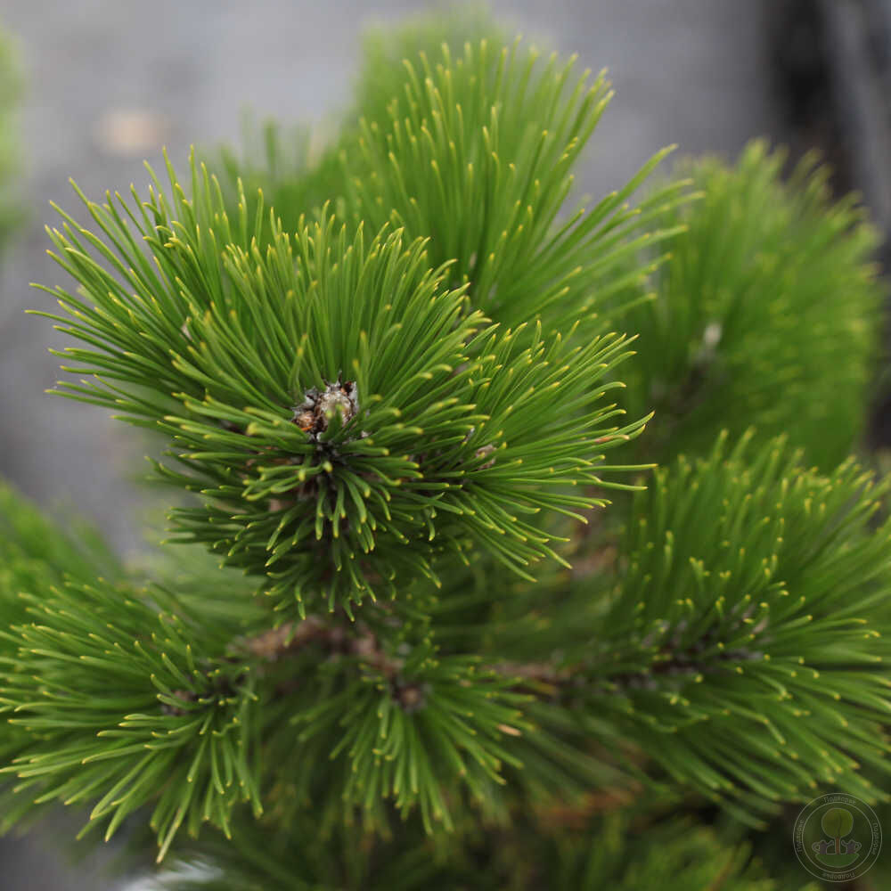 Сосна Гельдрейха / белокорая Дольче Дорме (Pinus heldreichii / leucodermis  Dolce Dorme) купить саженцы в Москве по низкой цене из питомника, доставка  почтой по всей России | Интернет-магазин Подворье