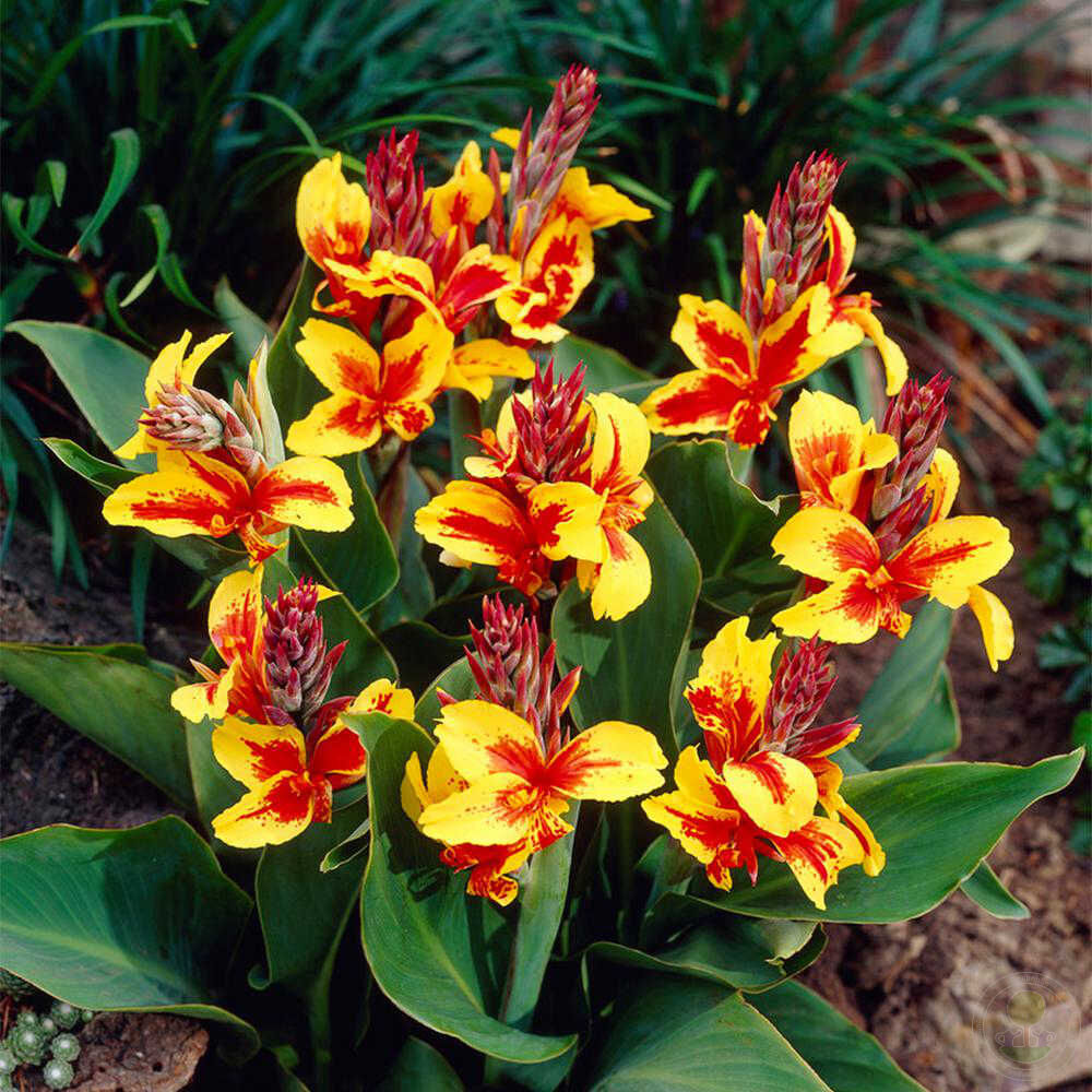 Канна canna Reine Charlotte