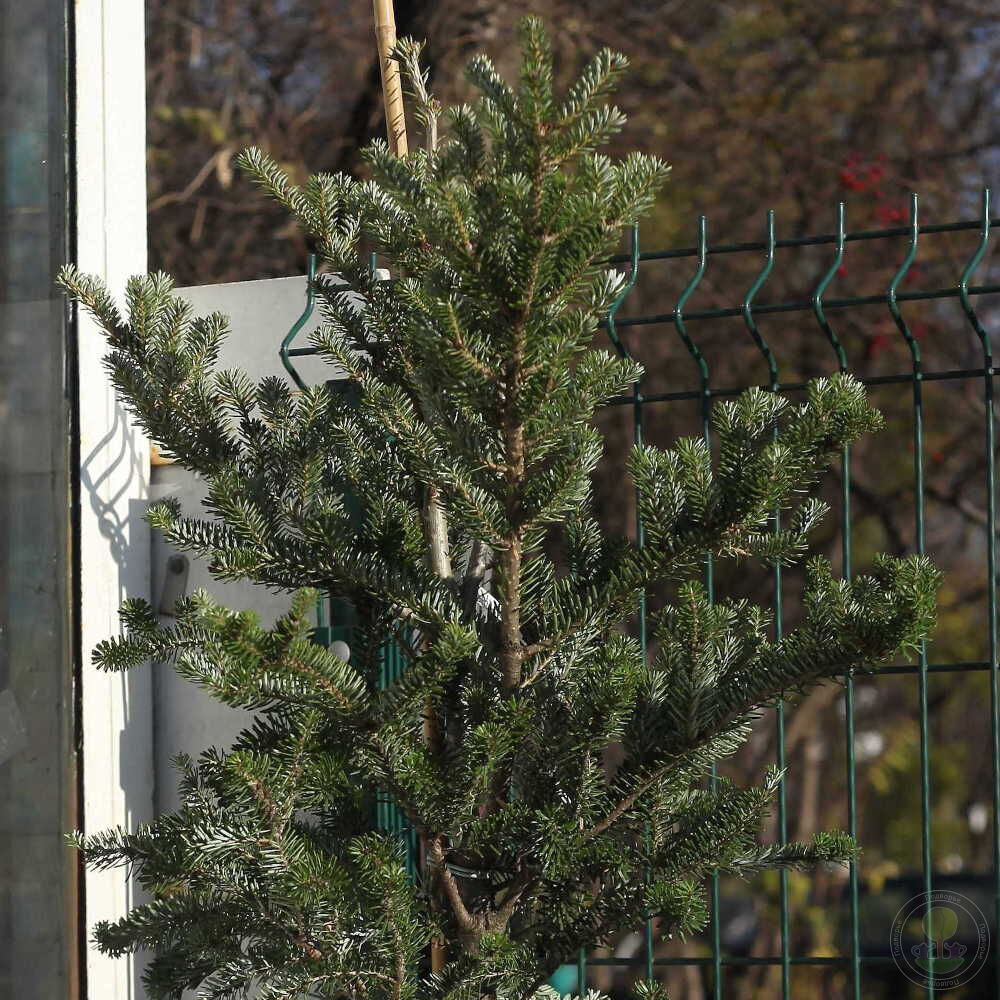 Пихта Арнольда Ядвига (Abies arnoldiana Jadwiga) купить саженцы в Москве по  низкой цене из питомника, доставка почтой по всей России | Интернет-магазин  Подворье