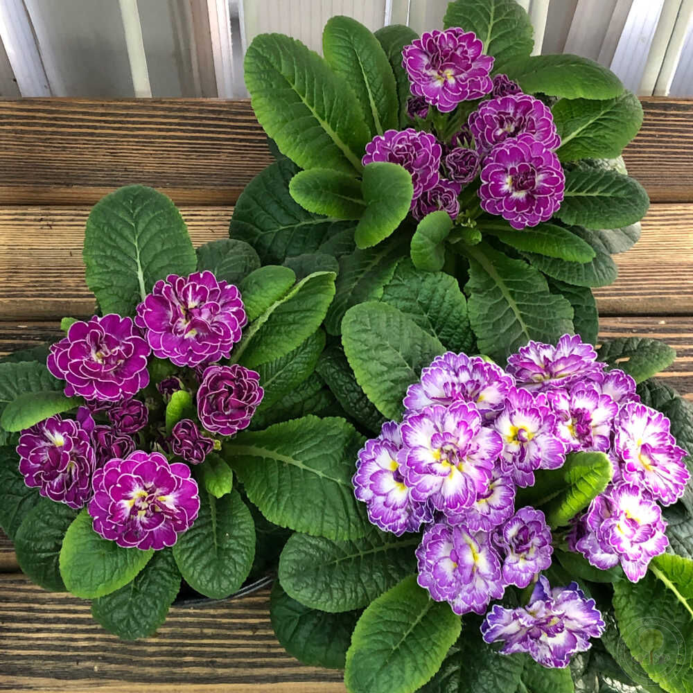 Примула обыкновенная Беларина (фиолетовая) (Primula vulgaris Belarina  (violet)) купить в Москве по низкой цене из питомника, доставка почтой по  всей России | Интернет-магазин Подворье