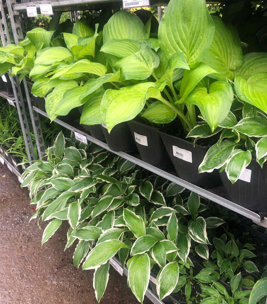 Хоста волнистая Альбомаргината (Hosta undulata Albomarginata)