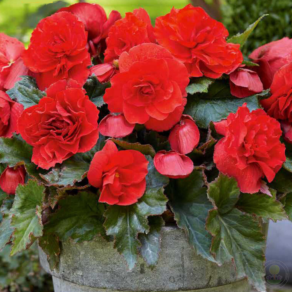 Бегония Каскад Одороза Рэд Сансет (Begonia Cascade Odorosa Red Sunset)  купить луковицы в Москве по низкой цене, доставка почтой по всей России |  Интернет-магазин Подворье