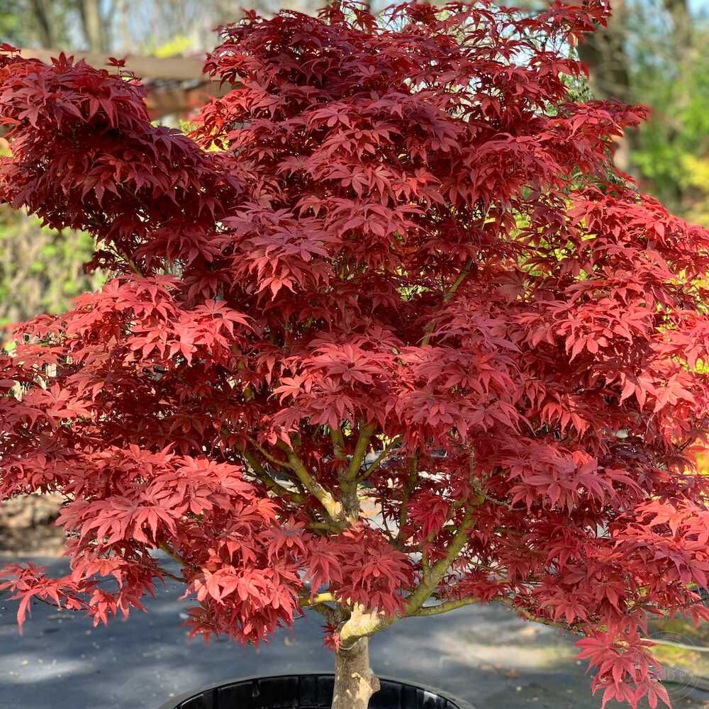 Клён дланевидный Ройл (Acer palmatum Royle) купить саженцы в Москве по  низкой цене из питомника, доставка почтой по всей России | Интернет-магазин  Подворье