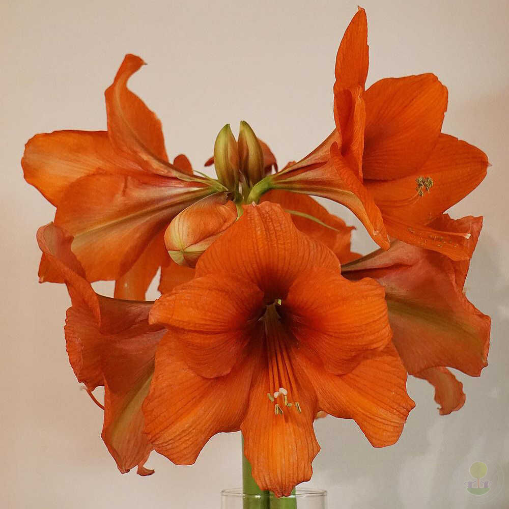 Амариллис Голд Медал (Hippeastrum Gold Medal) купить луковицы в Москве по  низкой цене, доставка почтой по всей России | Интернет-магазин Подворье