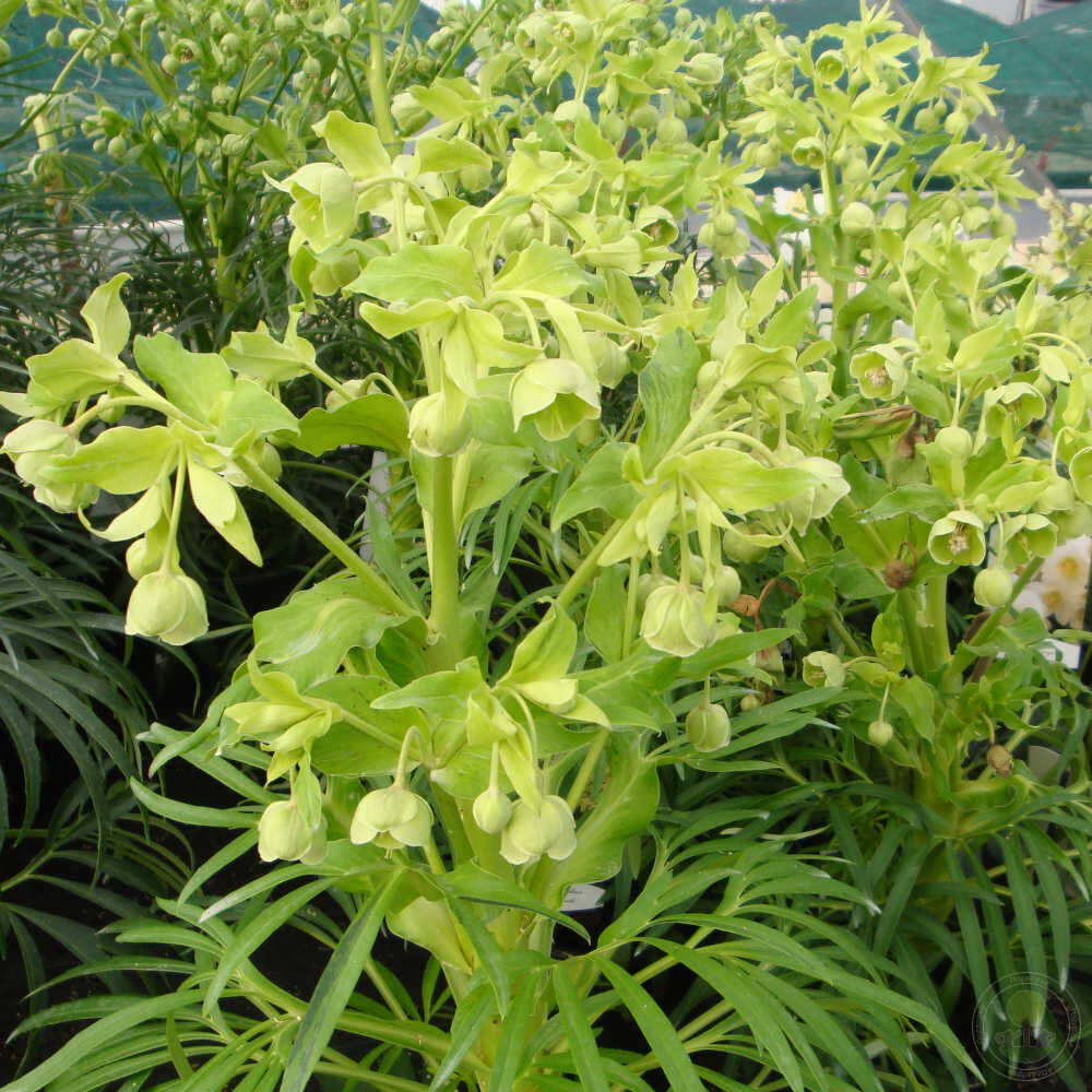 Морозник вонючий Вильгенброк Йеллоу (Helleborus foetidus Wilgenbroek  Yellow) купить в Москве по низкой цене из питомника, доставка почтой по  всей России | Интернет-магазин Подворье