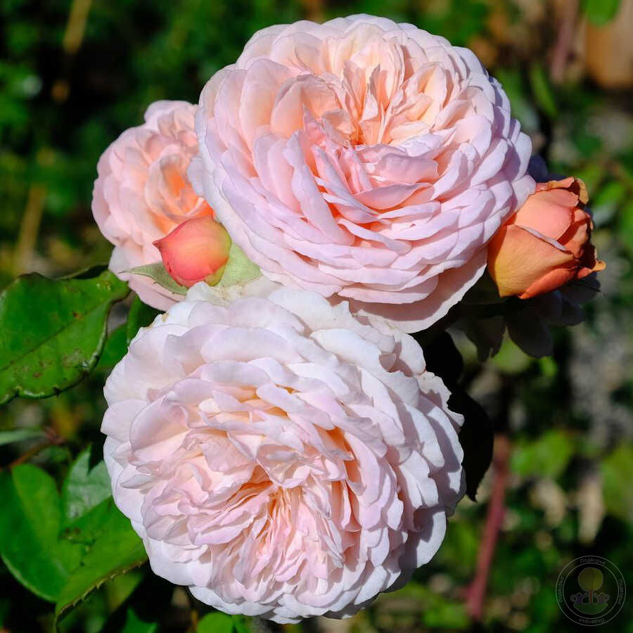 Саженец Роза Леандер (Rosa Leander) купить в Москве по низкой цене из  питомника, доставка почтой по всей России | Интернет-магазин Подворье