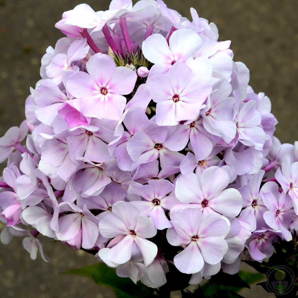 Флокс метельчатый Всемил (Phlox paniculata Всемил) купить в Москве по  низкой цене из питомника, доставка почтой по всей России | Интернет-магазин  Подворье