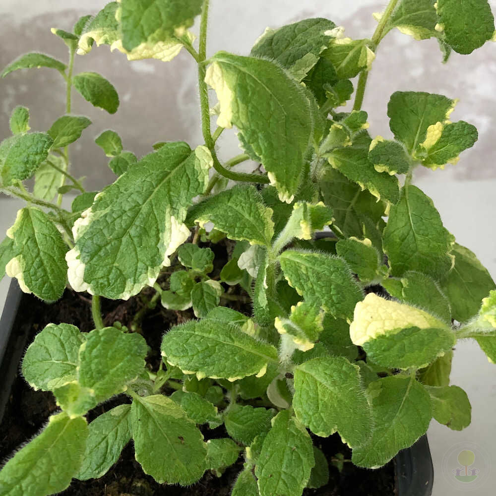 Мята пестролистная (Mentha variegata) купить в Москве по низкой цене из  питомника, доставка почтой по всей России | Интернет-магазин Подворье