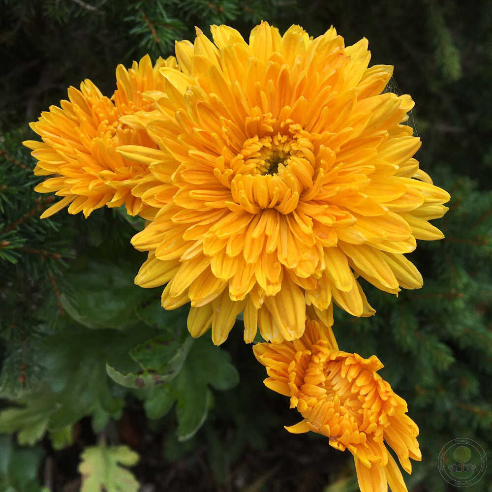 Хризантема осенний вальс фото. Хризантема корейская (Chrysanthemum koreanum. Хризантема корейская Золотая осень. Хризантема корейская хамелеон. Вега корейская Хризантема.