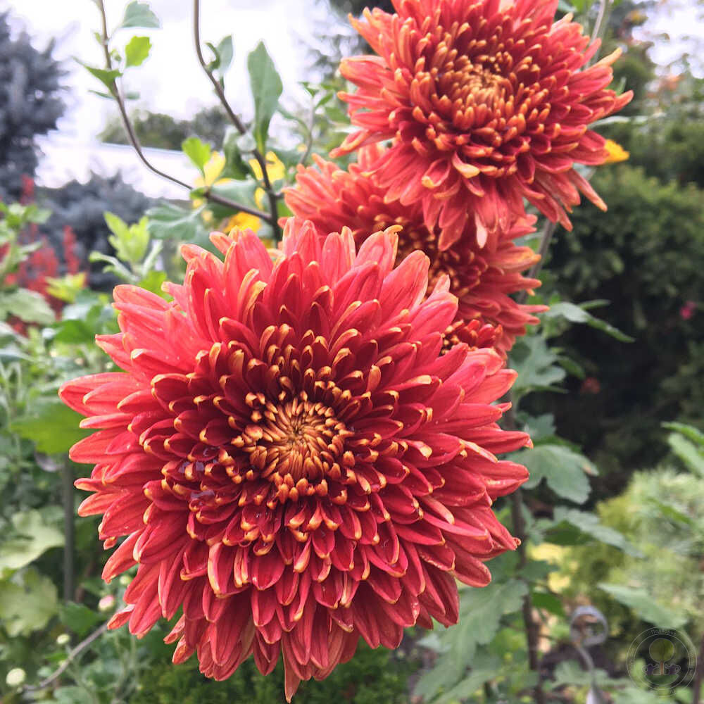 Хризантема корейская Шапка Мономаха (Chrysanthemum koreanum Шапка Мономаха)  купить в Москве по низкой цене из питомника, доставка почтой по всей России  | Интернет-магазин Подворье