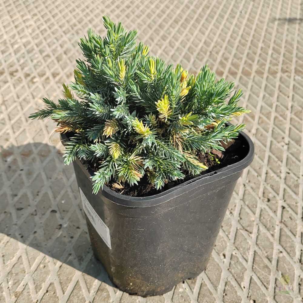 Можжевельник чешуйчатый Флореант (Juniperus squamata Floreant) купить  саженцы в Москве по низкой цене из питомника, доставка почтой по всей  России | Интернет-магазин Подворье