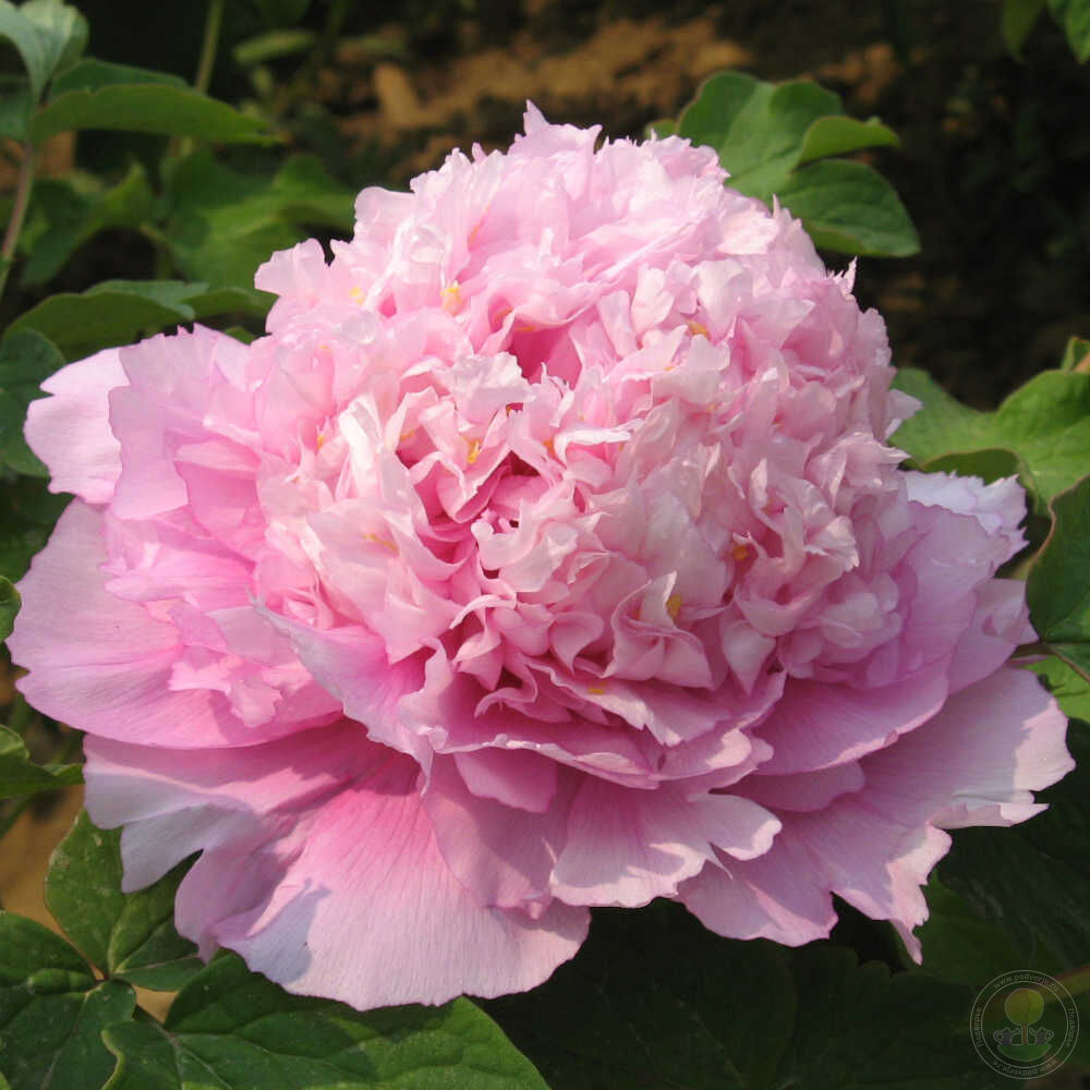 Пион Цзы Лань Куй / Лавандовый рассвет (Paeonia Zi lan kui / Purplish Blue  Queen / Grand Duke Dressed in Blue and Purple / Блю Чиф) купить в Москве по  низкой цене