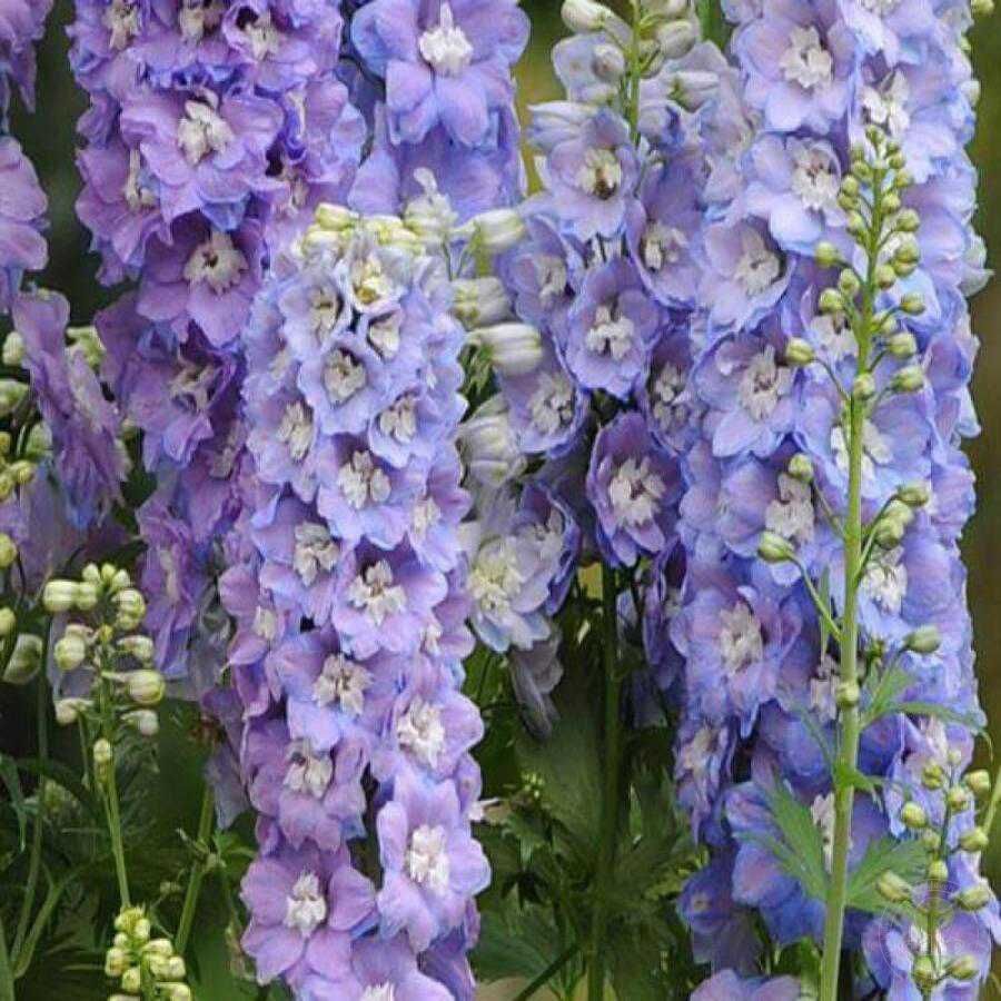 Дельфиниум высокий Гардиан Лавендер Delphinium Elatum Guardian Lavender купить в Москве по 0499